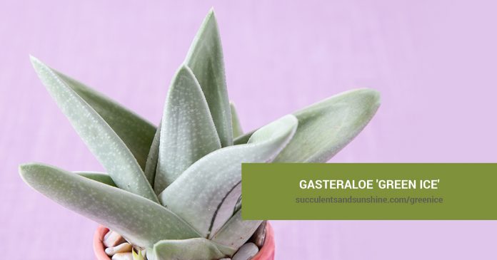 Gasteraloe 'Green Ice' care and propagation information