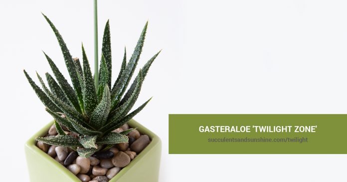 Gasteraloe 'Twilight Zone' care and propagation information