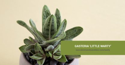 Gasteria ‘Little Warty’ care and propagation information