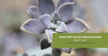 Graptopetalum paraguayense Ghost Plant care and propagation information