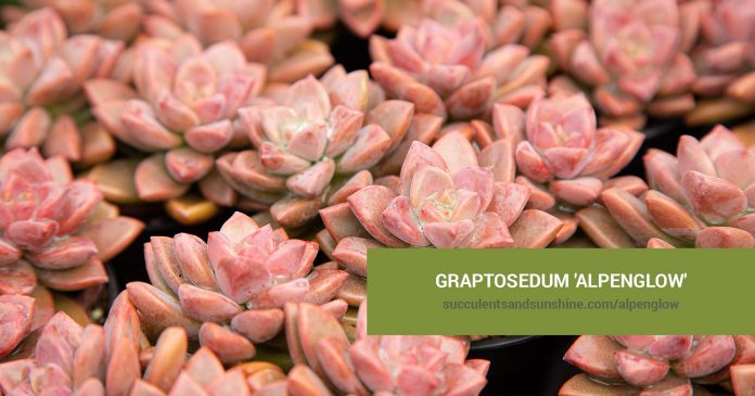 Graptosedum 'Alpenglow' care and propagation information