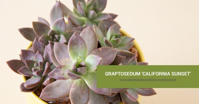 Graptosedum 'California Sunset' care and propagation information