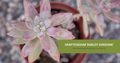 Graptosedum 'Darley Sunshine' care and propagation information