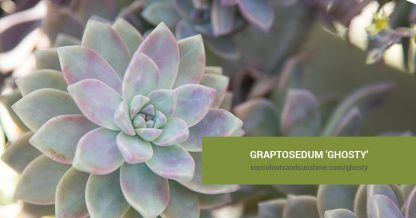 Graptosedum 'Ghosty' care and propagation information