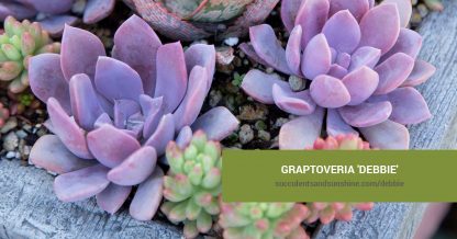 Graptoveria 'Debbie' care and propagation information