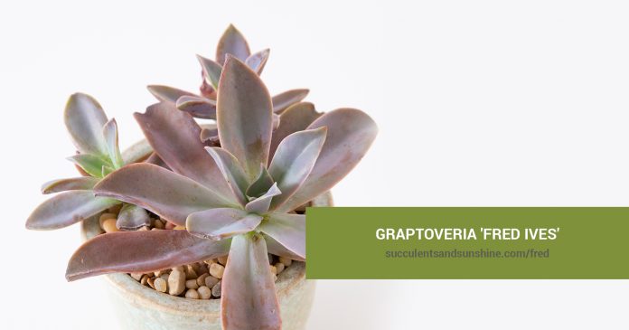 Graptoveria 'Fred Ives' care and propagation information