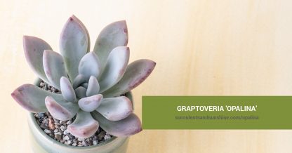 Graptoveria 'Opalina' care and propagation information