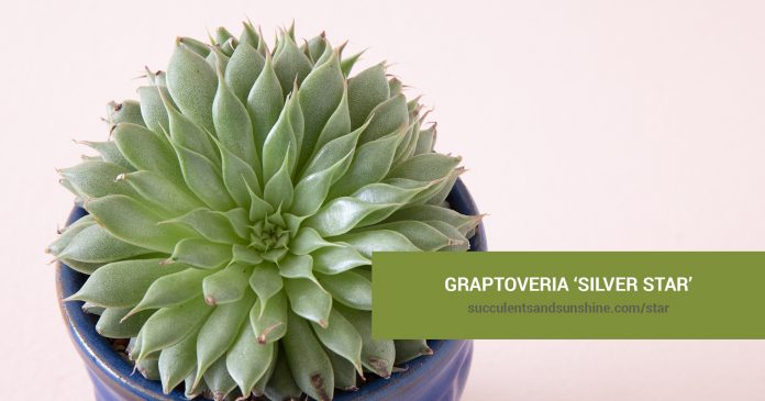 Graptoveria ‘Silver Star’ care and propagation information