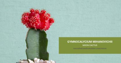 Gymnocalycium mihanovichii Moon Cactus care and propagation information