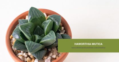 Haworthia mutica care and propagation information