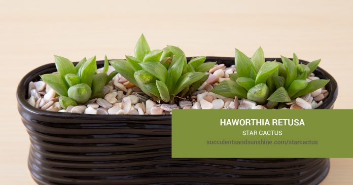 Haworthia retusa Star Cactus care and propagation information