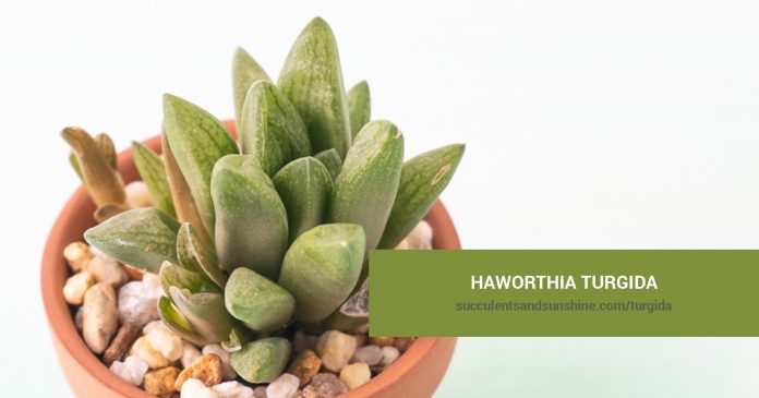 Haworthia turgida care and propagation information