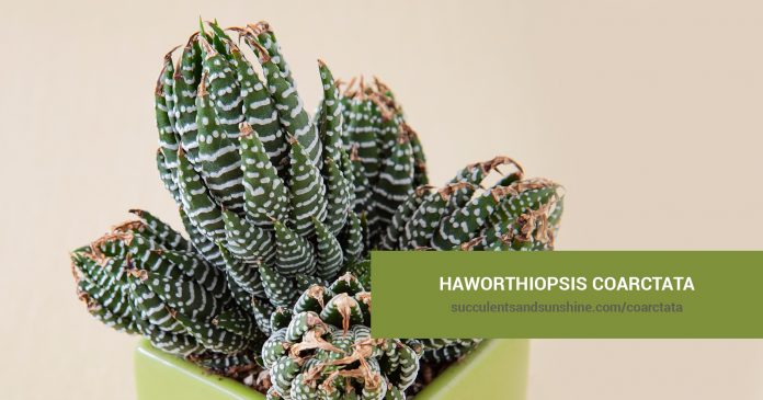 Haworthiopsis coarctata care and propagation information