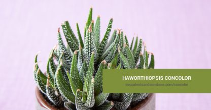 Haworthiopsis concolor care and propagation information