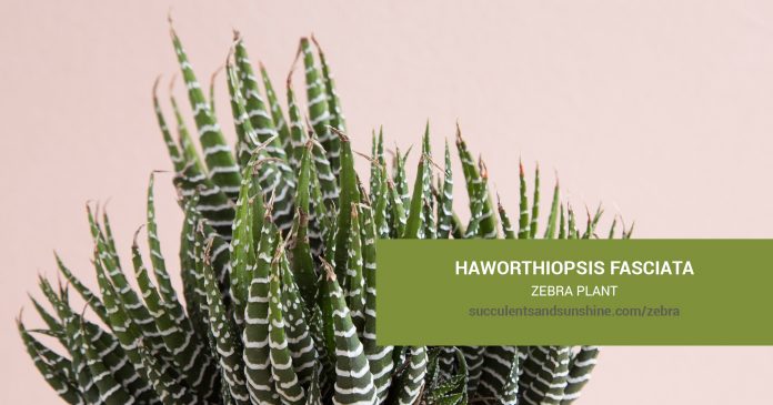 Haworthiopsis fasciata Zebra Plant care and propagation information