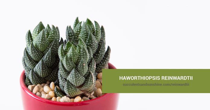 Haworthiopsis reinwardtii care and propagation information