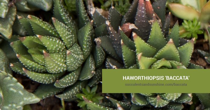 Haworthiopsis ‘Baccata’ care and propagation information