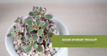 How to care for Sedum spurium 'Tricolor'