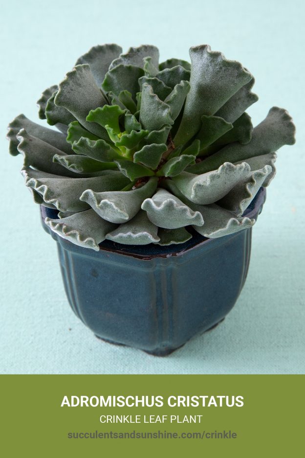 How to care for and propagate Adromischus cristatus Crinkle-Leaf Plant