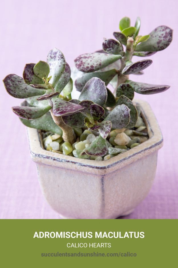 How to care for and propagate Adromischus maculatus 'Calico Hearts'