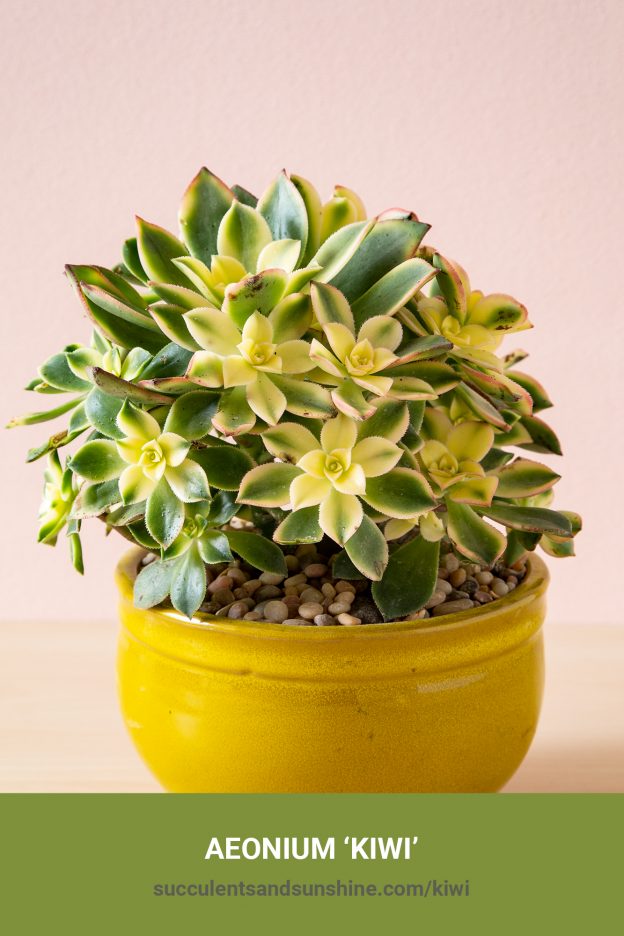 How to care for and propagate Aeonium 'Kiwi'