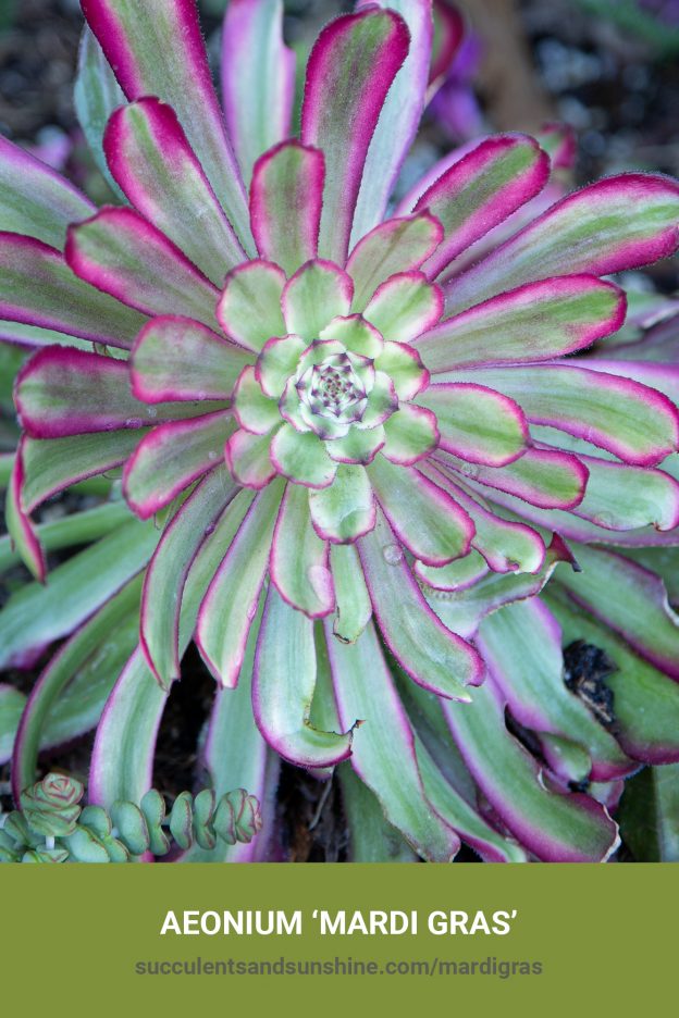 How to care for and propagate Aeonium 'Mardi Gras'