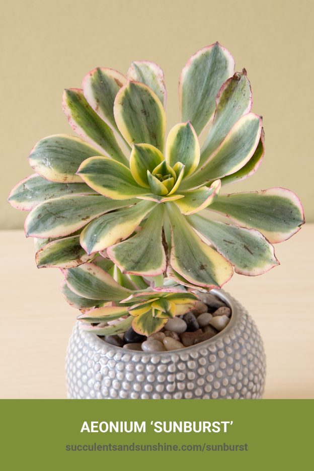 How to care for and propagate 'Aeonium Sunburst'