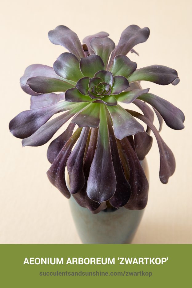 How to care for and propagate Aeonium arboreum ‘Zwartkop'