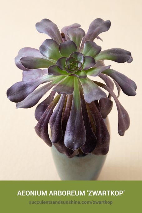 How to care for and propagate Aeonium arboreum ‘Zwartkop