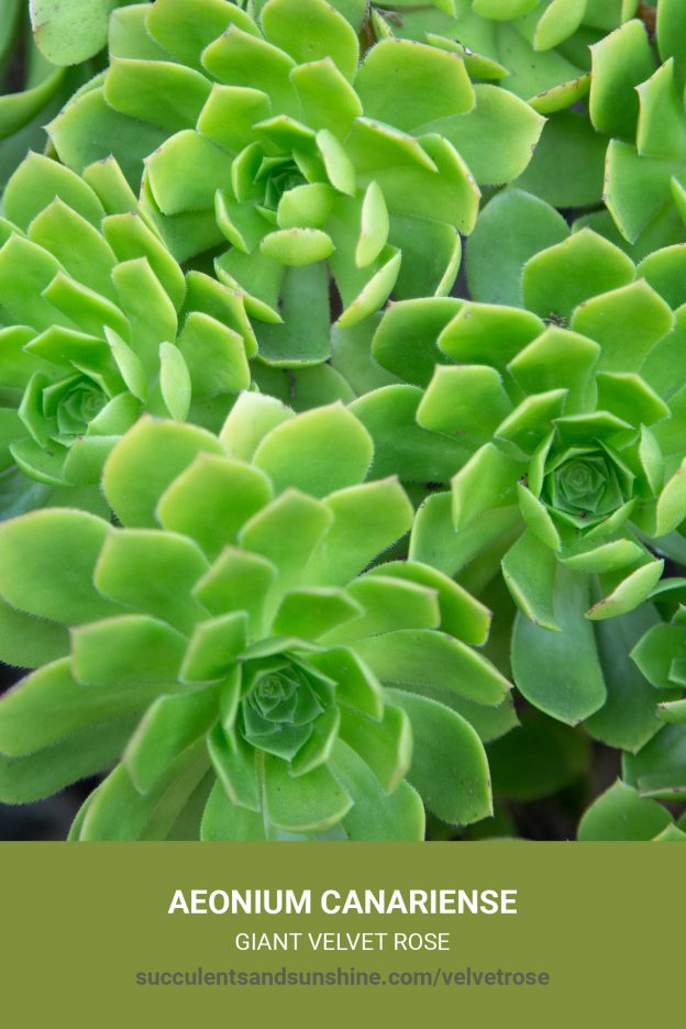 How to care for and propagate Aeonium canariense 'Giant Velvet Rose'