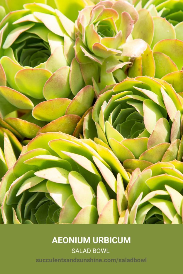 How to care for and propagate Aeonium urbicum Salad Bowl