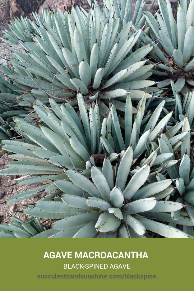 How to care for and propagate Agave macroacantha Black-spined Agave