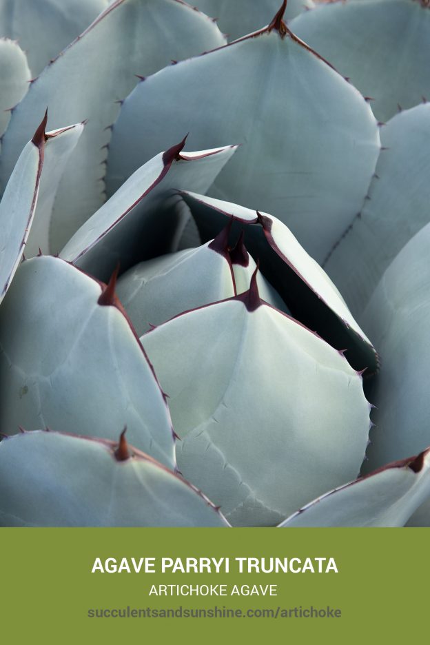 How to care for and propagate Agave parryi truncata Artichoke Agave