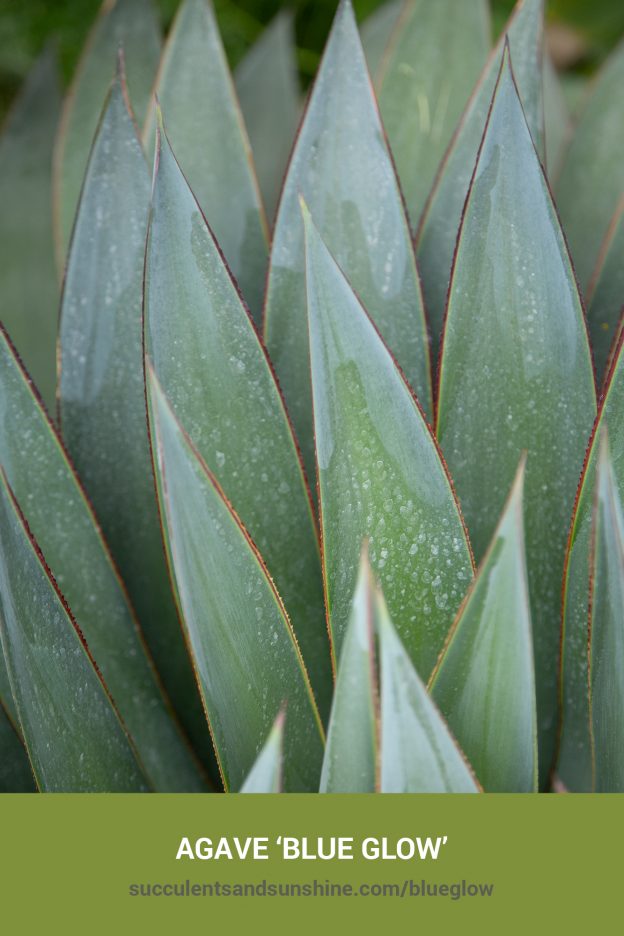 How to care for and propagate Agave ‘Blue Glow’