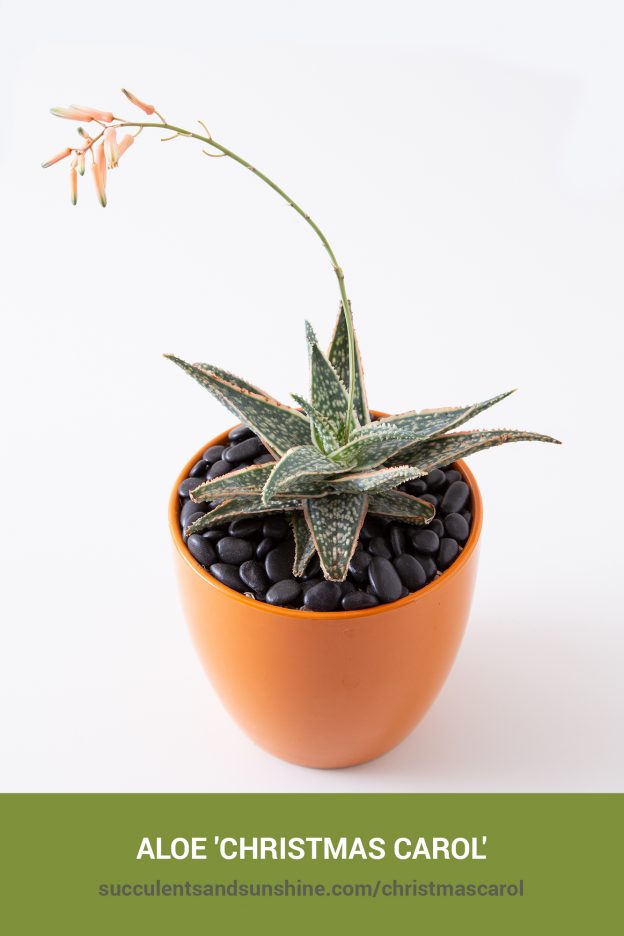 How to care for and propagate Aloe 'Christmas Carol'