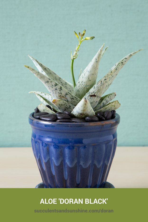 How to care for and propagate Aloe 'Doran Black'