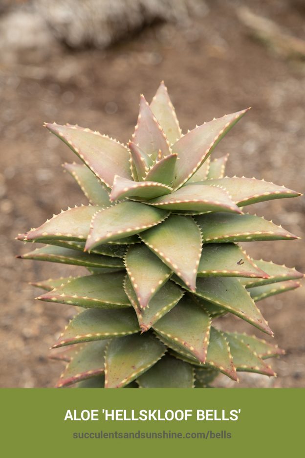 How to care for and propagate Aloe 'Hellskloof Bells'