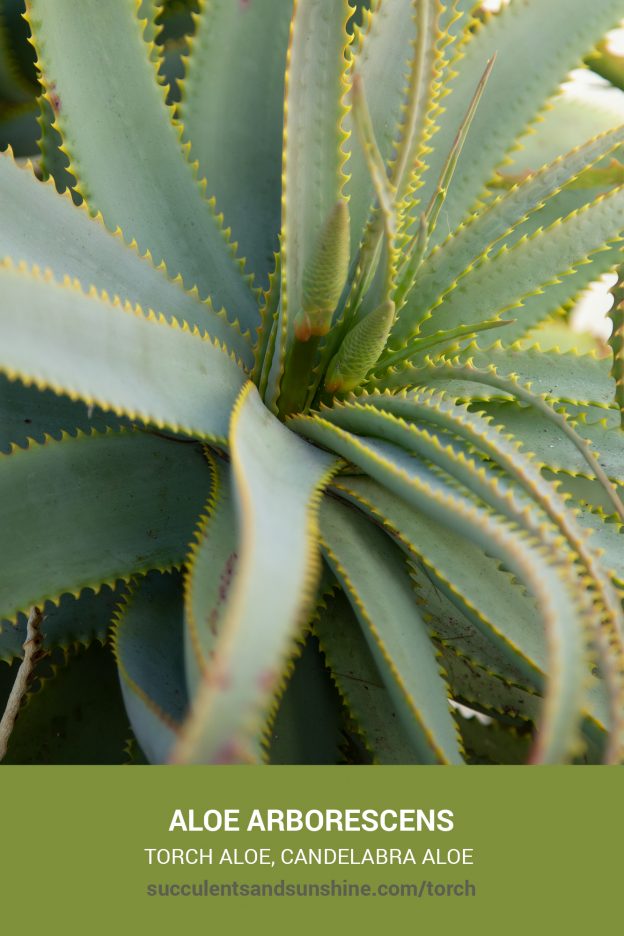 How to care for and propagate Aloe arborescens Torch Aloe Krantz Aloe Candelabra Aloe