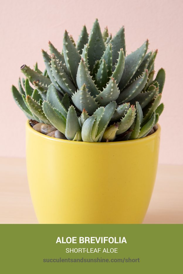 How to care for and propagate Aloe brevifolia Short-leaf Aloe