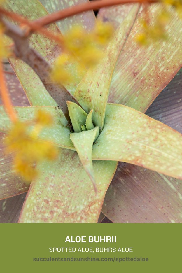 How to care for and propagate Aloe buhrii Spotted Aloe