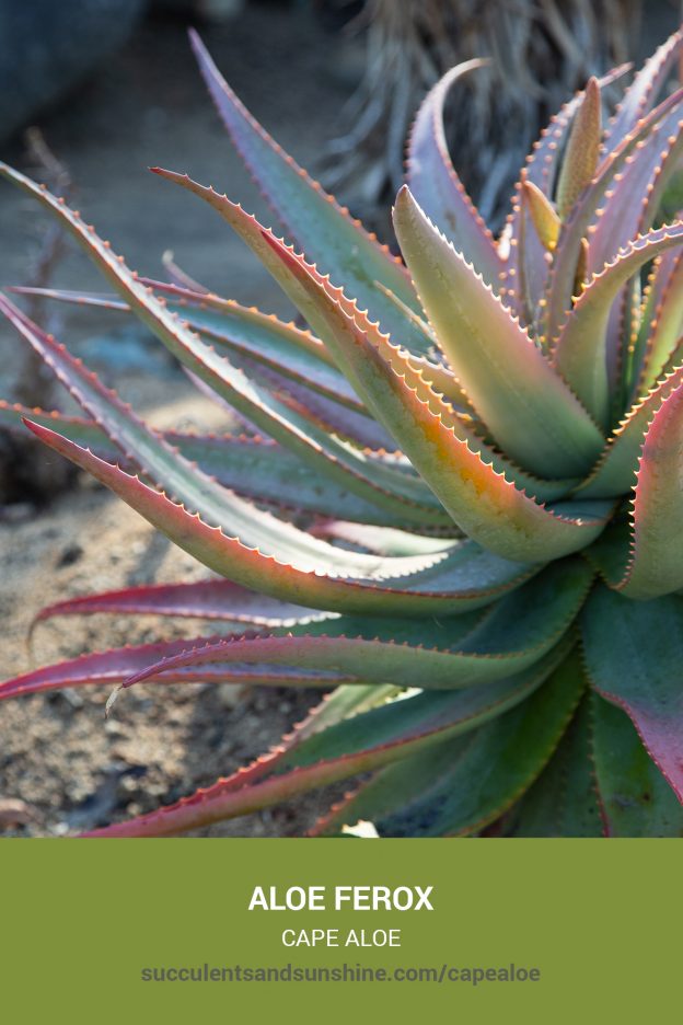 How to care for and propagate Aloe ferox Cape Aloe