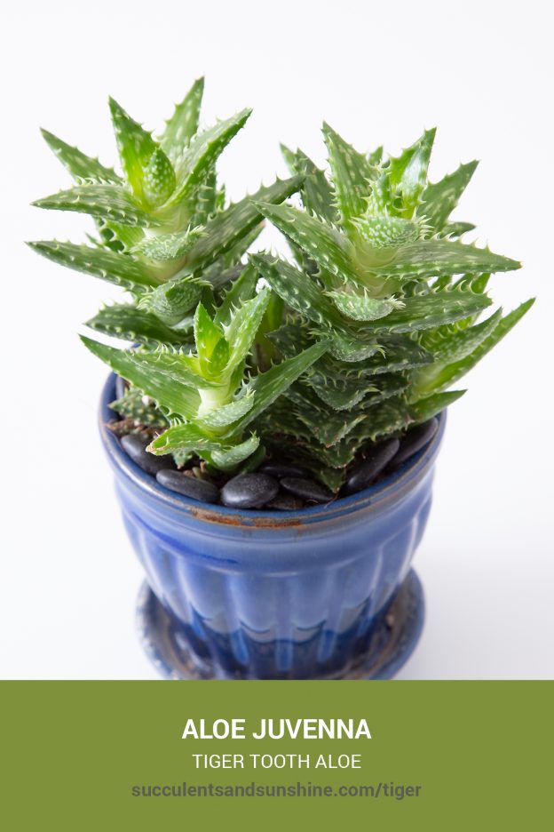 How to care for and propagate Aloe juvenna Tiger Tooth Aloe