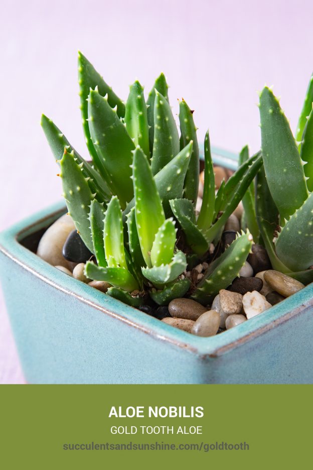 How to care for and propagate Aloe nobilis Gold Tooth Aloe