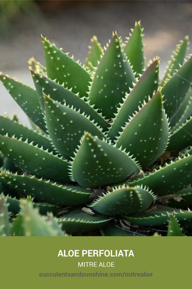 How to care for and propagate Aloe perfoliata Mitre Aloe