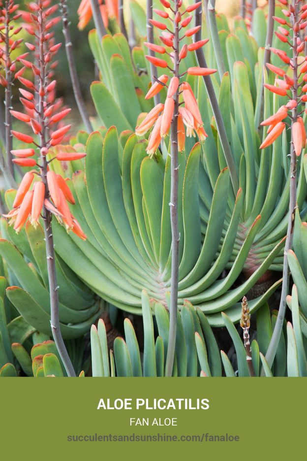 How to care for and propagate Aloe plicatilis Fan Aloe