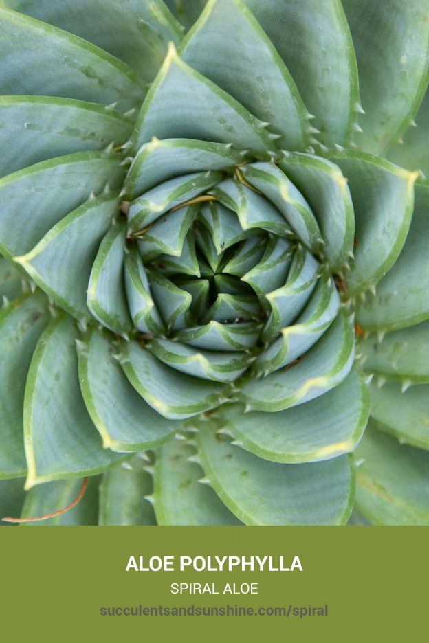 How to care for and propagate Aloe polyphylla Spiral Aloe