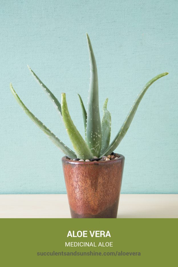 How to care for and propagate Aloe vera Medicinal Aloe