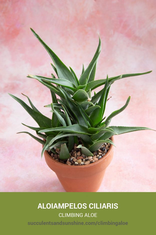 How to care for and propagate Aloiampelos ciliaris Climbing Aloe