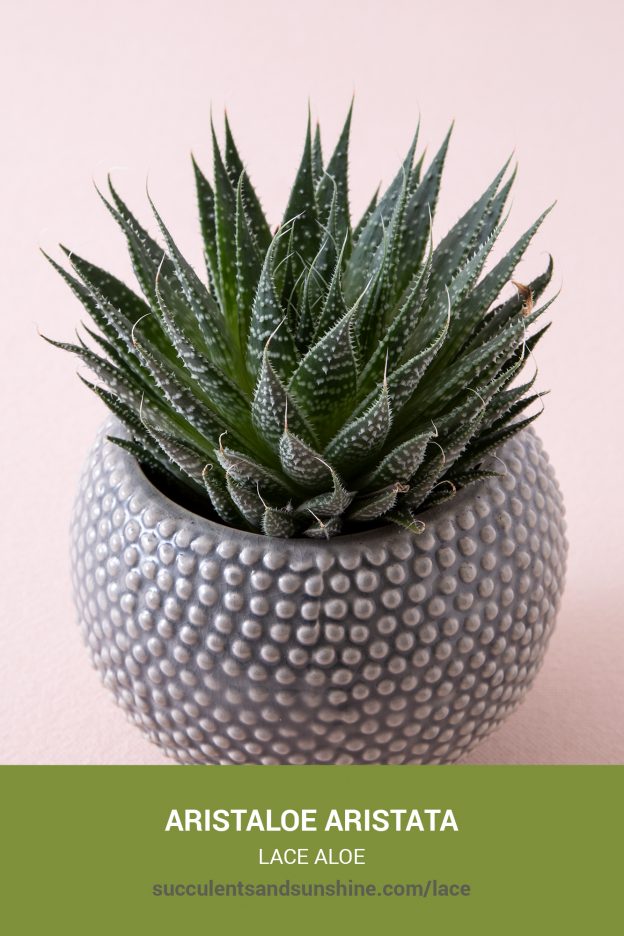 How to care for and propagate Aristaloe aristata Lace Aloe