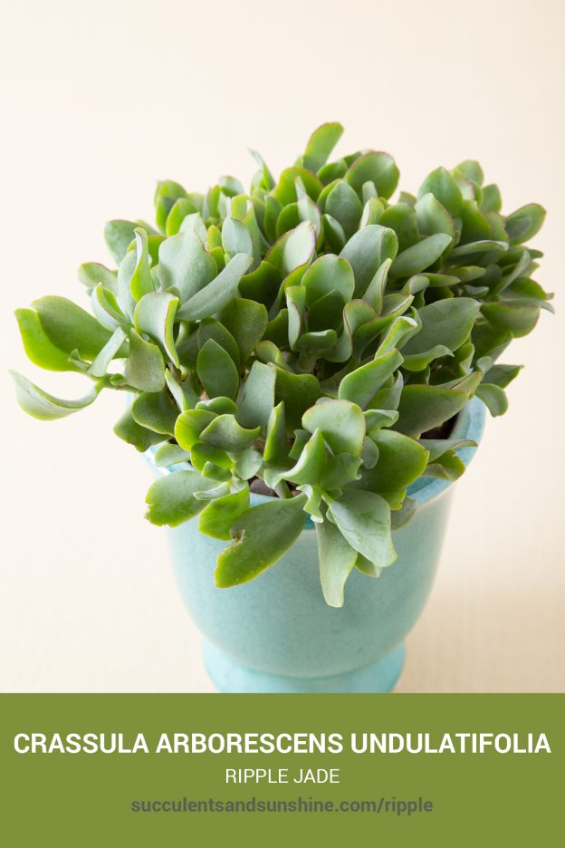 How to care for and propagate Crassula arborescens undulatifolia Ripple Jade